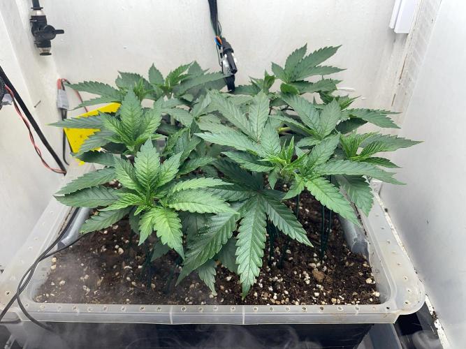 Gelato - Eigenbau-Growbox - Grow #3. Week 6 - Tag 41 - Bild 1