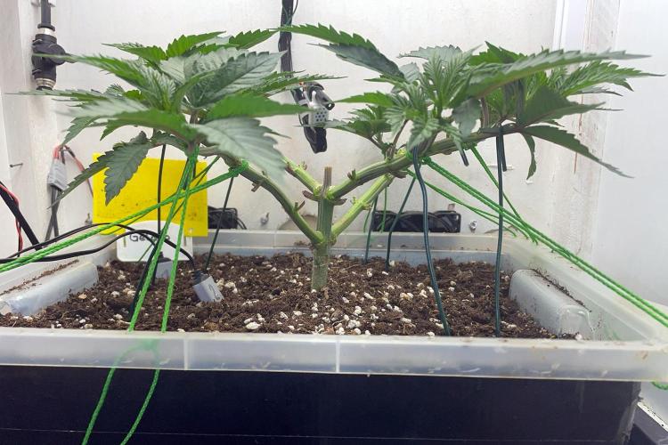Gelato - Eigenbau-Growbox - Grow #3. Week 6 - Tag 42 - Bild 2