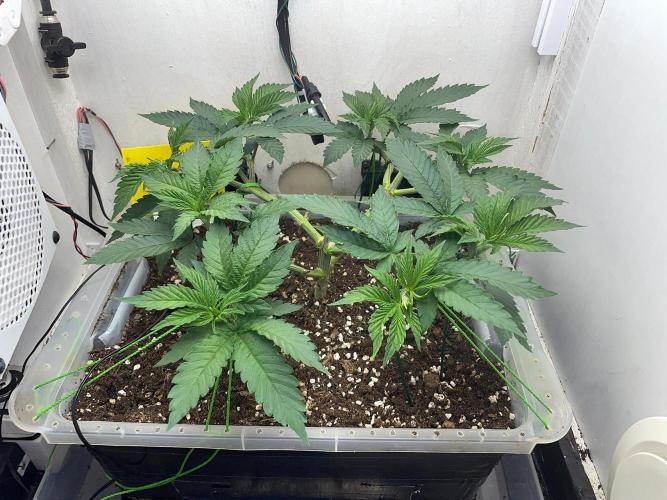 Gelato - Eigenbau-Growbox - Grow #3. Week 6 - Tag 42 - Bild 3