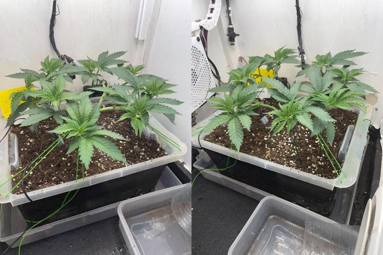 Gelato - Eigenbau-Growbox - Grow #3. Week 6 - Tag 42 - Bild 1