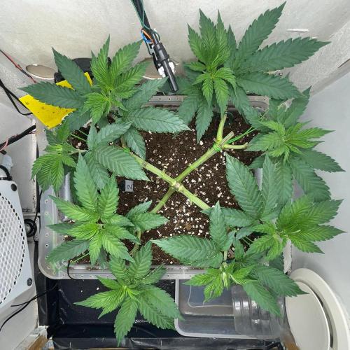 Gelato - Eigenbau-Growbox - Grow #3. Week 6 - Tag 42 - Bild 4