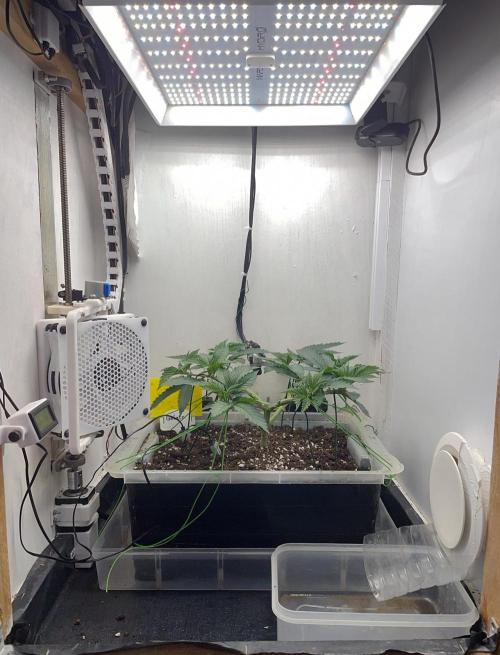 Gelato - Eigenbau-Growbox - Grow #3. Week 6 - Tag 42 - Bild 5