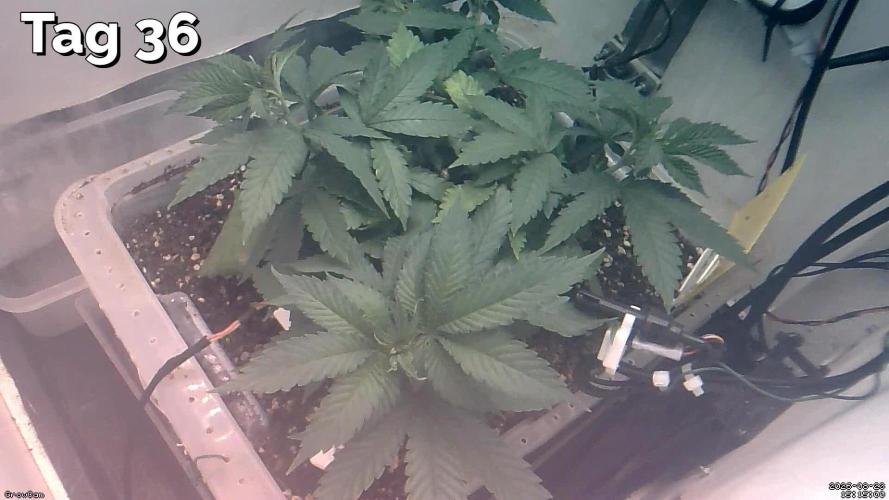 Gelato - Eigenbau-Growbox - Grow #3
