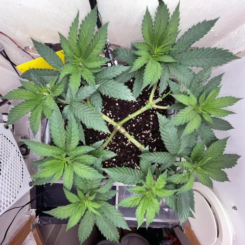 Gelato - Eigenbau-Growbox - Grow #3. Week 7 - Tag 43 - Bild 2