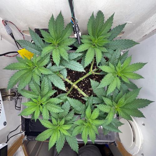 Gelato - Eigenbau-Growbox - Grow #3. Week 7 - Tag 44 - Bild 2