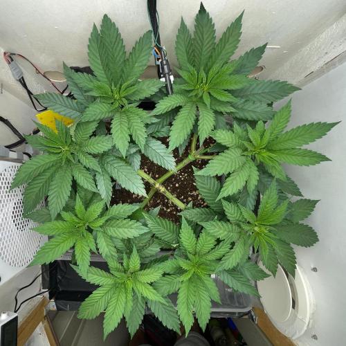 Gelato - Eigenbau-Growbox - Grow #3. Week 7 - Tag 45 - Bild 2