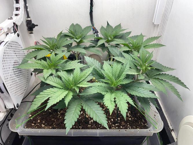 Gelato - Eigenbau-Growbox - Grow #3. Week 7 - Tag 45 - Bild 1