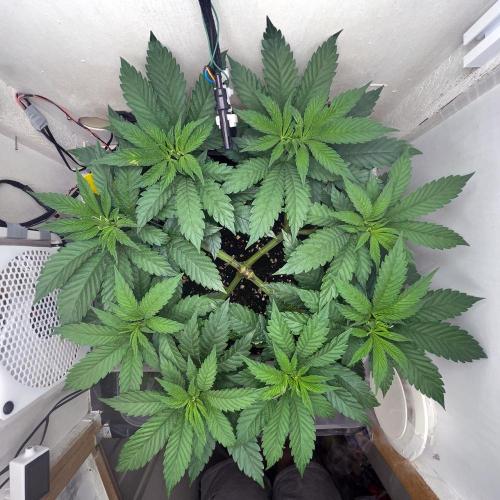 Gelato - Eigenbau-Growbox - Grow #3. Week 7 - Tag 46 - Bild 2