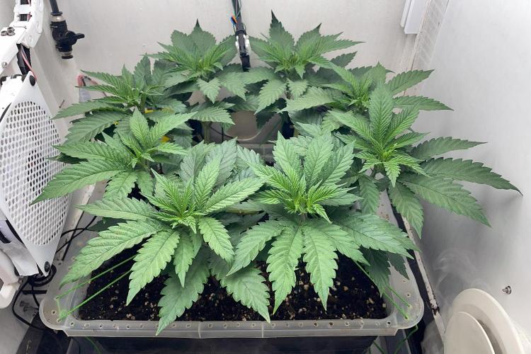 Gelato - Eigenbau-Growbox - Grow #3. Week 7 - Tag 46 - Bild 1