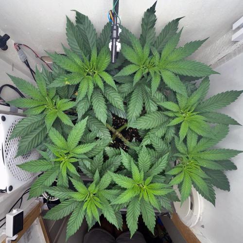 Gelato - Eigenbau-Growbox - Grow #3. Week 7 - Tag 47 - Bild 2
