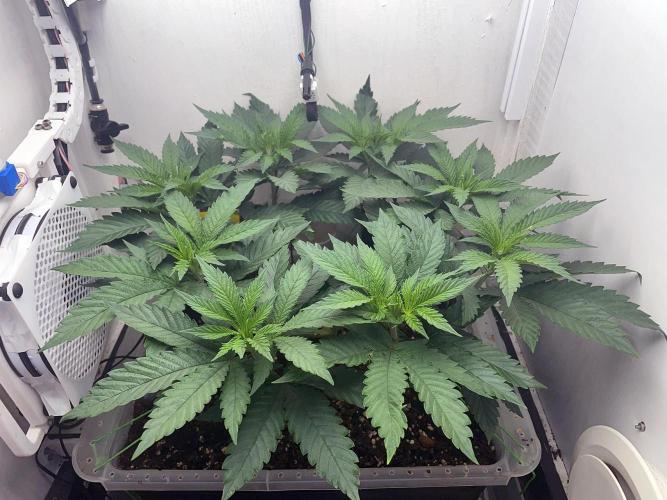 Gelato - Eigenbau-Growbox - Grow #3. Week 7 - Tag 47 - Bild 1