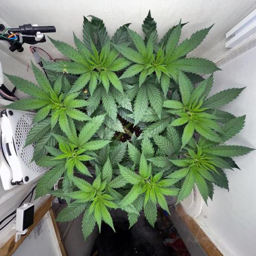 Gelato - Eigenbau-Growbox - Grow #3. Week 7 - Tag 48 - Bild 2