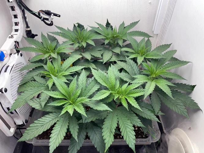 Gelato - Eigenbau-Growbox - Grow #3. Week 7 - Tag 48 - Bild 1