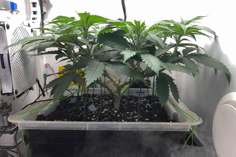 Gelato - Eigenbau-Growbox - Grow #3. Week 7 - Tag 49 - Bild 1