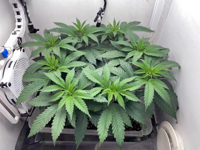 Gelato - Eigenbau-Growbox - Grow #3. Week 7 - Tag 49 - Bild 2