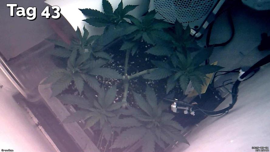 Gelato - Eigenbau-Growbox - Grow #3