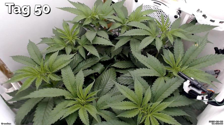 Gelato - Eigenbau-Growbox - Grow #3