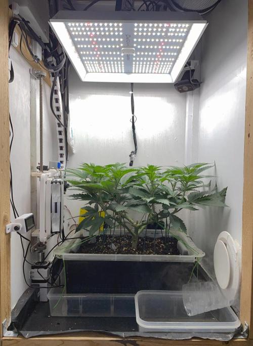 Gelato - Eigenbau-Growbox - Grow #3. Week 8 - Tag 50 - Bild 1