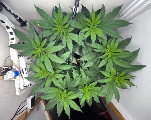 Gelato - Eigenbau-Growbox - Grow #3. Week 8 - Tag 50 - Bild 3