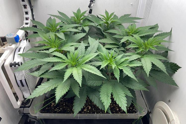 Gelato - Eigenbau-Growbox - Grow #3. Week 8 - Tag 50 - Bild 2