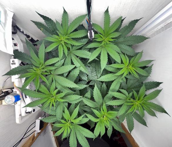 Gelato - Eigenbau-Growbox - Grow #3. Week 8 - Tag 52 - Bild 2