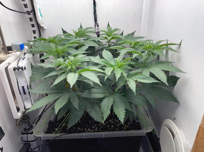 Gelato - Eigenbau-Growbox - Grow #3. Week 8 - Tag 52 - Bild 1