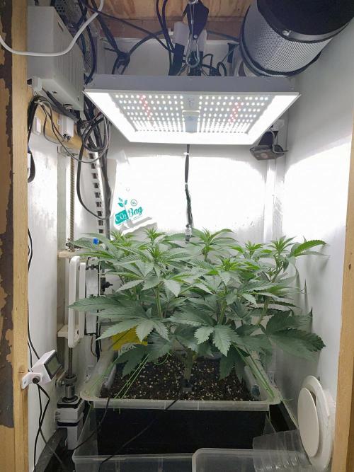 Gelato - Eigenbau-Growbox - Grow #3. Week 8 - Tag 54 - Bild 1