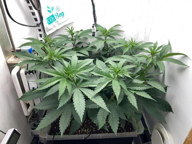 Gelato - Eigenbau-Growbox - Grow #3. Week 8 - Tag 54 - Bild 2