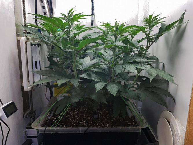 Gelato - Eigenbau-Growbox - Grow #3. Week 8 - Tag 56 - Bild 2