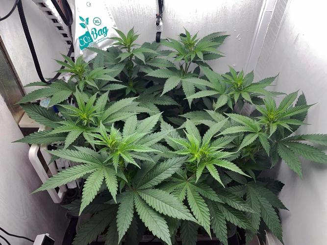 Gelato - Eigenbau-Growbox - Grow #3. Week 8 - Tag 56 - Bild 3