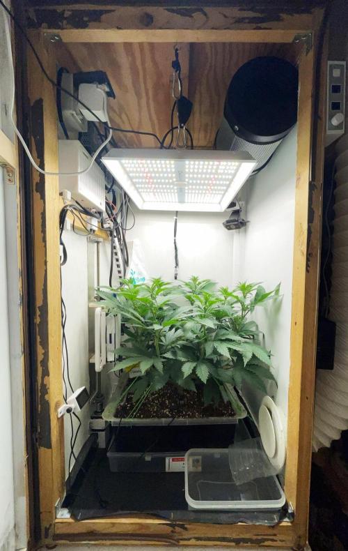 Gelato - Eigenbau-Growbox - Grow #3. Week 8 - Tag 56 - Bild 1