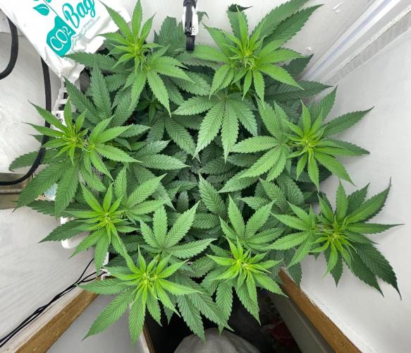 Gelato. Week 8