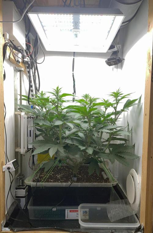 Gelato - Eigenbau-Growbox - Grow #3. Week 9 - Tag 57 - Bild 1