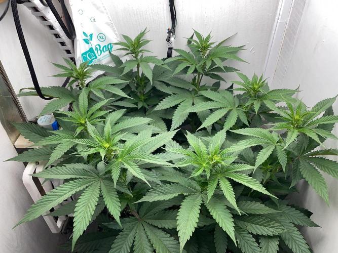 Gelato - Eigenbau-Growbox - Grow #3. Week 9 - Tag 57 - Bild 2
