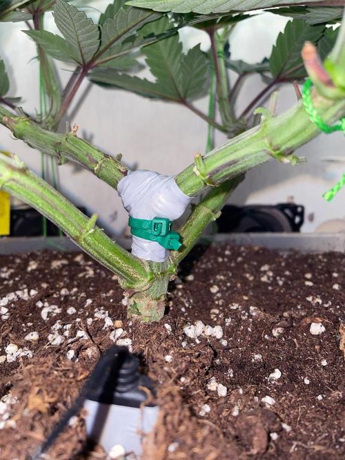 Gelato - Eigenbau-Growbox - Grow #3. Week 9 - Tag 57 - Bild 4 - eingerissener Hauptstamm fixiert