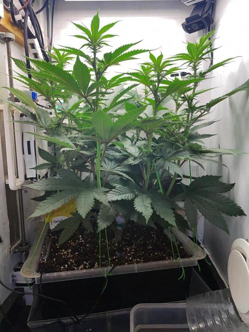 Gelato - Eigenbau-Growbox - Grow #3. Week 9 - Tag 59 - Bild 1