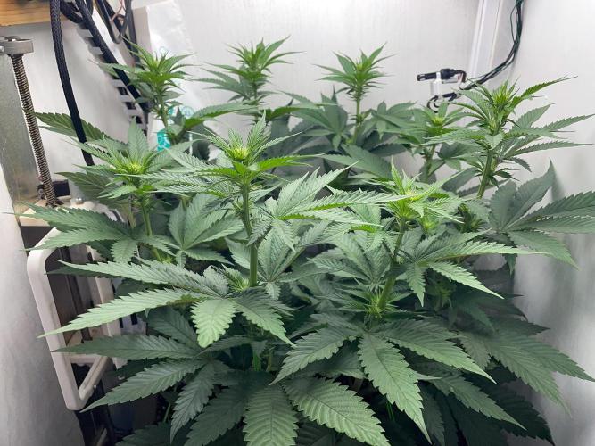 Gelato - Eigenbau-Growbox - Grow #3. Week 9 - Tag 59 - Bild 2