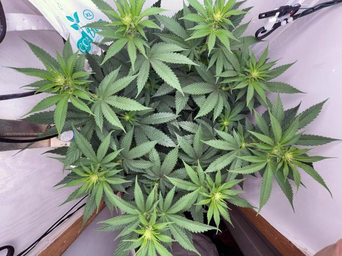 Gelato - Eigenbau-Growbox - Grow #3. Week 9 - Tag 59 - Bild 3