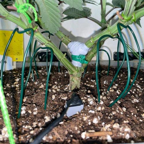 Gelato - Eigenbau-Growbox - Grow #3. Week 9 - Tag 59 - Bild 4 - untere Hauptarme gestützt