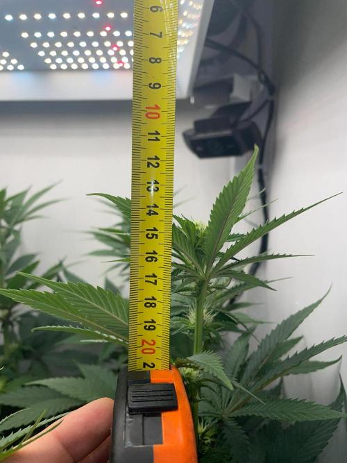 Gelato - Eigenbau-Growbox - Grow #3. Week 9 - Tag 62 - Bild 2 - vor Abluftumbau
