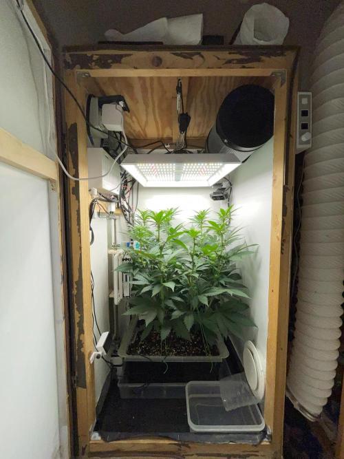 Gelato - Eigenbau-Growbox - Grow #3. Week 9 - Tag 62 - Bild 1 - vor Abluftumbau