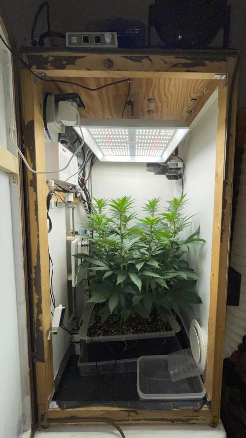 Gelato - Eigenbau-Growbox - Grow #3. Week 9 - Tag 62 - Bild 3 - nach Abluftumbau