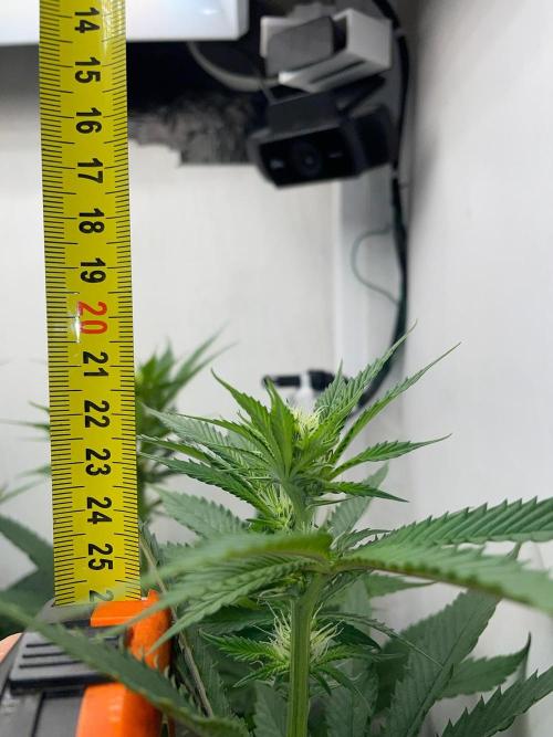 Gelato - Eigenbau-Growbox - Grow #3. Week 9 - Tag 62 - Bild 4 - nach Abluftumbau