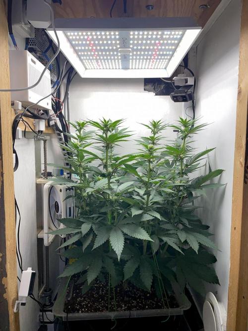 Gelato - Eigenbau-Growbox - Grow #3. Week 9 - Tag 63 - Bild 2