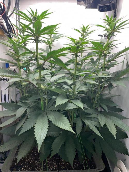 Gelato - Eigenbau-Growbox - Grow #3. Week 9 - Tag 63 - Bild 3
