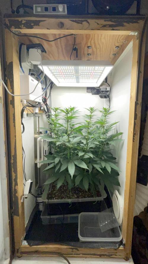 Gelato - Eigenbau-Growbox - Grow #3. Week 9 - Tag 63 - Bild 1