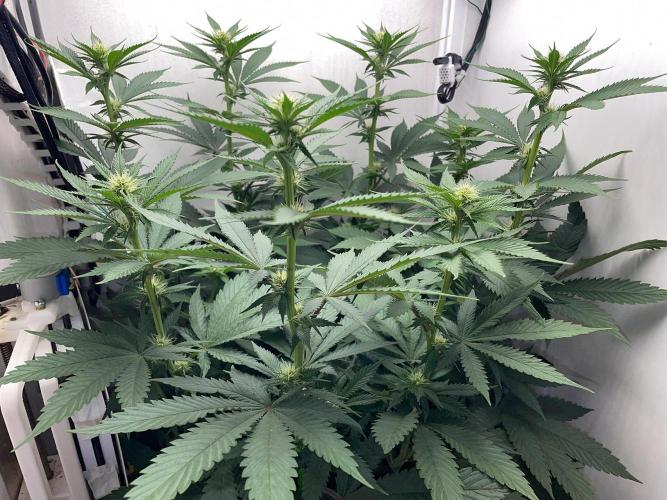 Gelato - Eigenbau-Growbox - Grow #3. Week 9 - Tag 63 - Bild 4