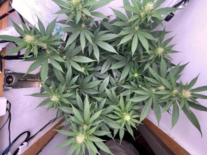 Gelato - Eigenbau-Growbox - Grow #3. Week 9 - Tag 63 - Bild 5