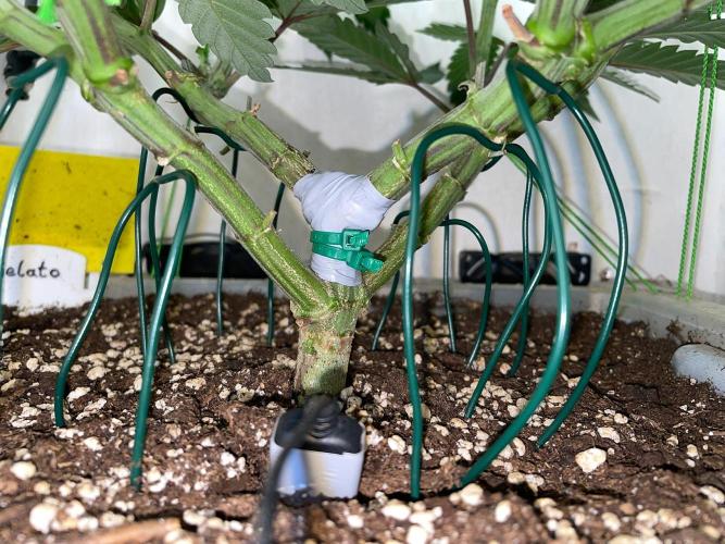 Gelato - Eigenbau-Growbox - Grow #3. Week 9 - Tag 63 - Bild 6