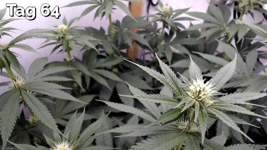 Gelato - Eigenbau-Growbox - Grow #3